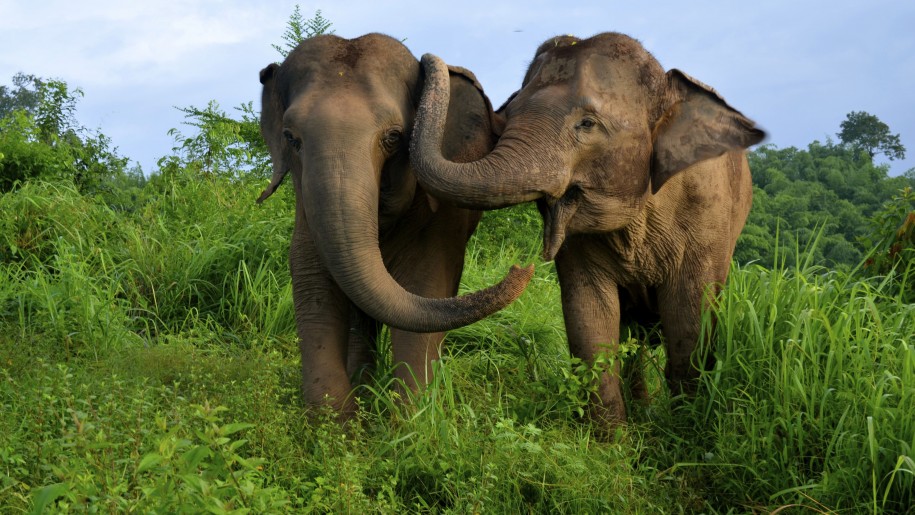 Asian-elephants-from-Thailand-HD-Wallpaper-for-Desktop-915x515.jpg Asian-elephants-from-Thailand-HD-Wallpaper-for-Desktop-915x515.jpg
